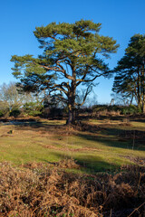 Febuary 2021 Hindhead Common,