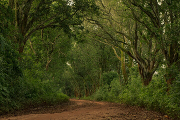road in the forest