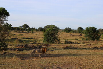 Lion in the Maasai Mara
