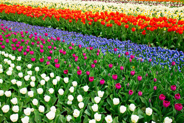 holland tulips field