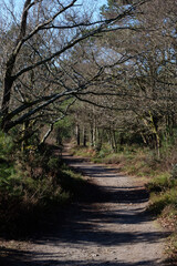 Febuary 2021 Hindhead Common,