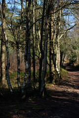 Febuary 2021 Hindhead Common,