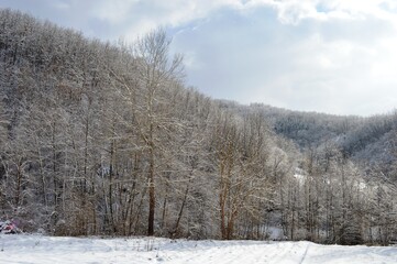 trees in the snow in winter