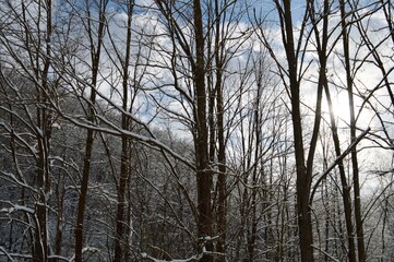 trees in the snow in winter