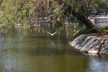 Ave volando cerca del agua