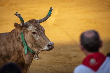 Vaca en la plaza de toros de Pamplona en San Fermin