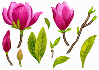 Pink Magnolia Flowers Individual Elements 