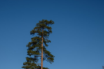 Febuary 2021 Hindhead Common,