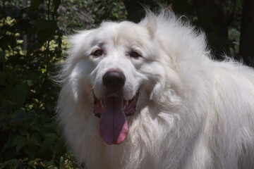 Great Pyrenees in a garden.