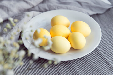 Colored yellow eggs on easter, decorated gypsophila flowers on gray cloth background