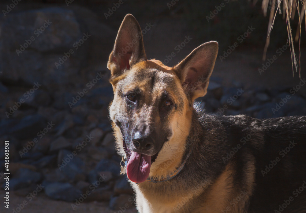 Sticker German shepherd dog.