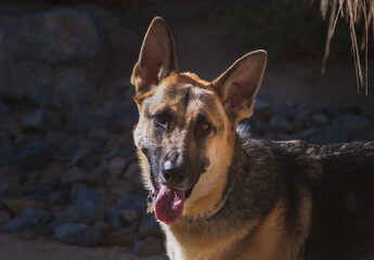 German shepherd dog.