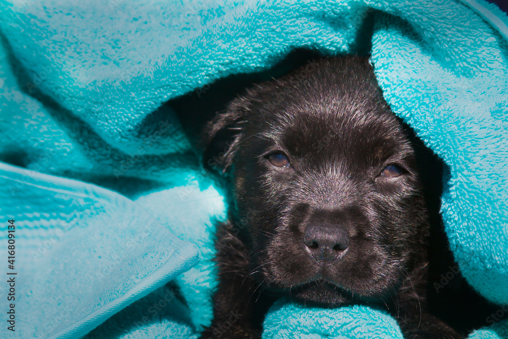 Sticker labrador retriever puppy.