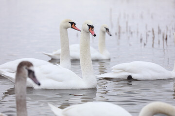 Obraz premium White swan flock in spring water. Swans in water. White swans. Beautiful white swans floating on the water. swans in search of food. selective focus