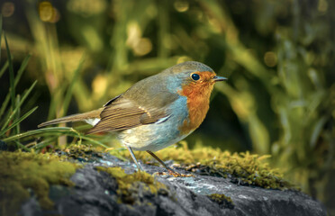 European robin, Erithacus rubecula, close-up, with blurred background