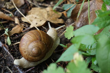 Big snail in the nature