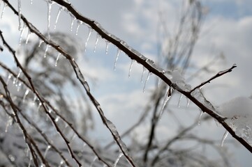 ice on the branches in winter