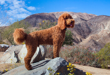 Labradoodle in a desert garden.