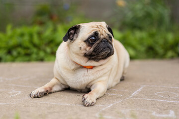 Pug dog resting on a concrete path on a hot summer day