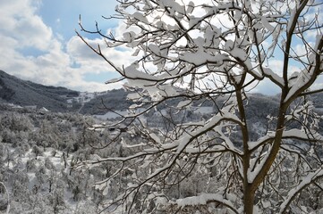 orchard in the snow in winter