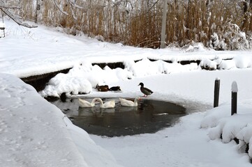 geese and ducks on the lake in winter in the snow