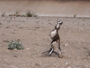 Whippets in motion.