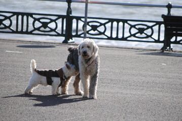Deux chiens se reniflant en bord de mer