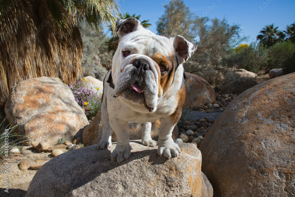 Wall mural bulldog in a desert garden