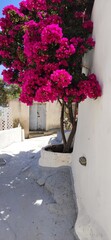 flowers in a vase