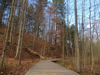 A beautiful path in the forest during autumn