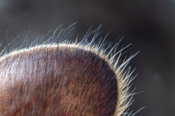 Ear of a feline predator animal close-up. Macro photography
