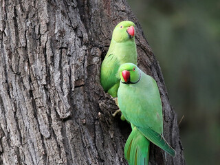 A Pair of Rose-ringed Parakeets
