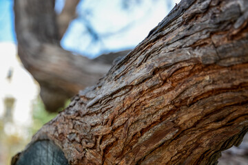 trunk of a tree