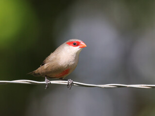 Common Waxbill Perched on a Wire
