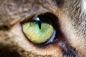 Eye of a feline predator animal close up. Macro photography