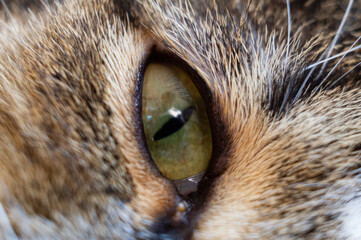 Eye of a feline predator animal close up. Macro photography