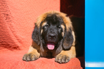 Leonberger Puppy