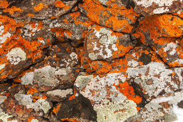 Orange and grey moss on the stones. Close-up detail lichen on the rock. Background nature texture of moss-covered boulder.