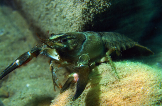Lake Crawfish in Den on the Bottom of a Fresh water Lake Ready to Fight