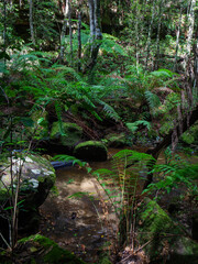 Green ferns inside the rainforest.