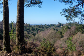 Febuary 2021 Hindhead Common,