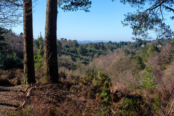 Febuary 2021 Hindhead Common,