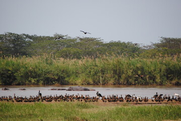 Savane au bord du Lac Tanganyika au Burundi en Afrique dans les marais avec hippopotames dans leur...