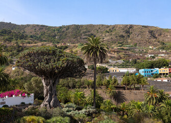 The 3000 year old dragon tree on the north side of the Atlantic island of Tenerife in sunshine and...