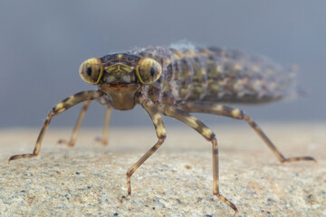 Dragonfly larva looking at the camera
