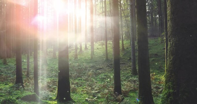 Magical sunrays and mist in sunny beautiful fairytale green woods