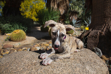 Whippet Puppy