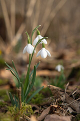 Common snowdrops (Galanthus nivalis) on natural forest floor.