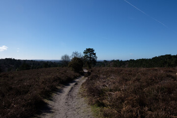 Febuary 2021 Hindhead Common,