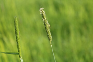 green wheat field